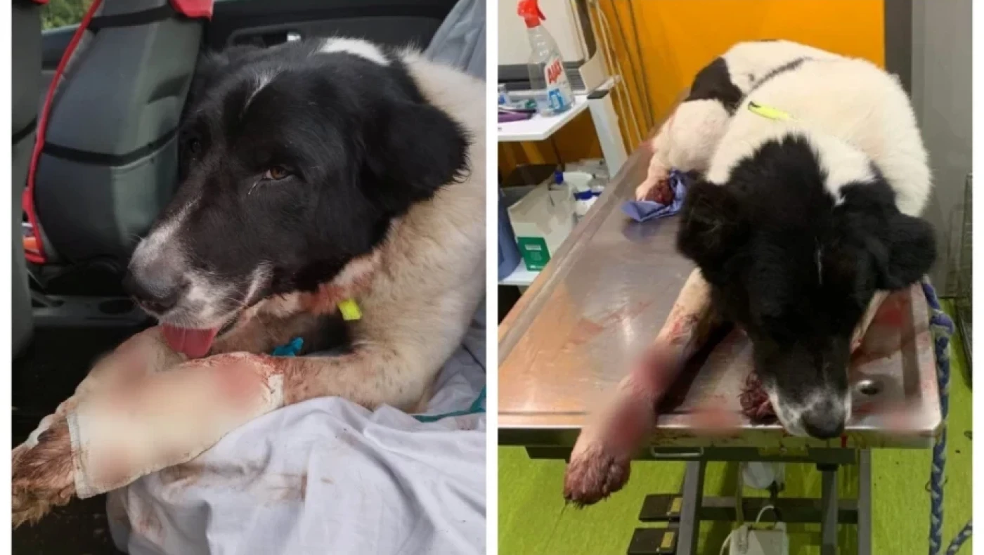 Ηλικιωμένος έδεσε σκύλο σε αυτοκίνητο και τον έσερνε βασανιστικά- Οδηγείται στον εισαγγελέα