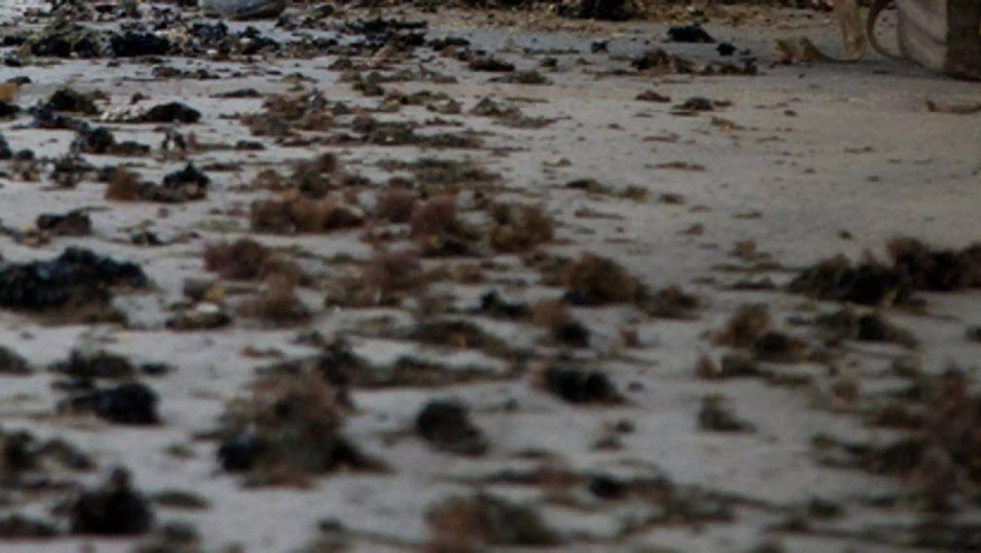 Θερμαϊκός: Ποιες είναι οι θαλάσσιες φούσκες που πνίγουν τα μύδια – Σε απόγνωση εκατοντάδες επαγγελματίες