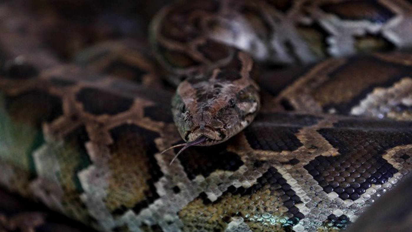 Πεντάχρονο αγοράκι επέζησε της επίθεσης πύθωνα στην Αυστραλία