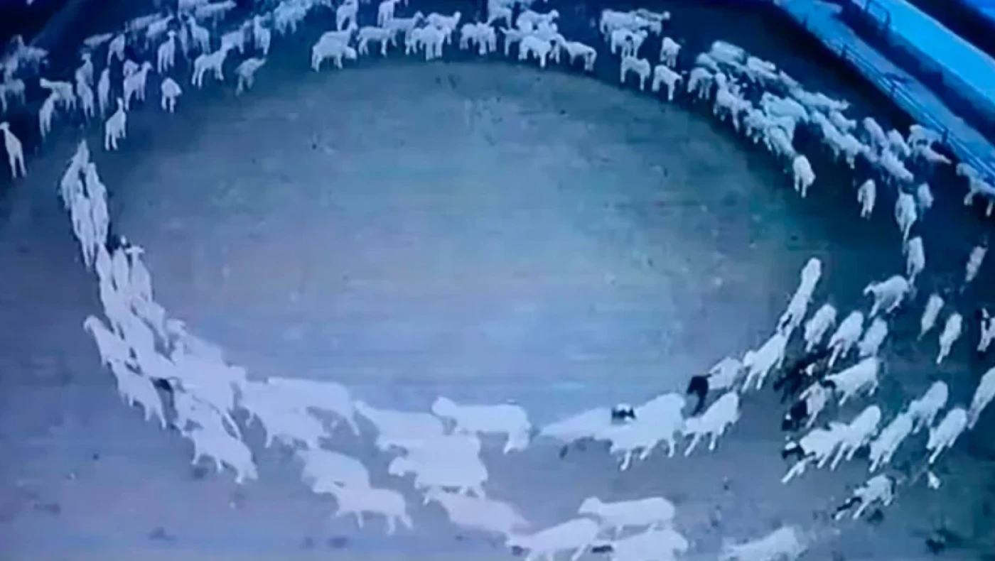 Δεν έρχεται το τέλος του κόσμου: Γι' αυτό έκαναν κύκλους τα πρόβατα 12 συνεχόμενες μέρες