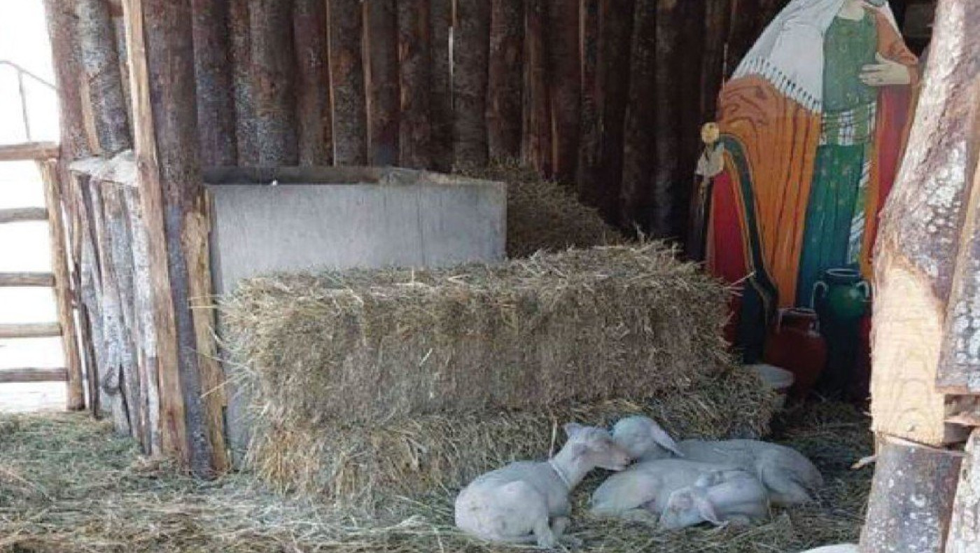 Στο στόχαστρο φιλοζωικής ο Μπέος: Καταγγέλλουν το Δήμο Βόλου για βάναυση μεταχείριση ζώων