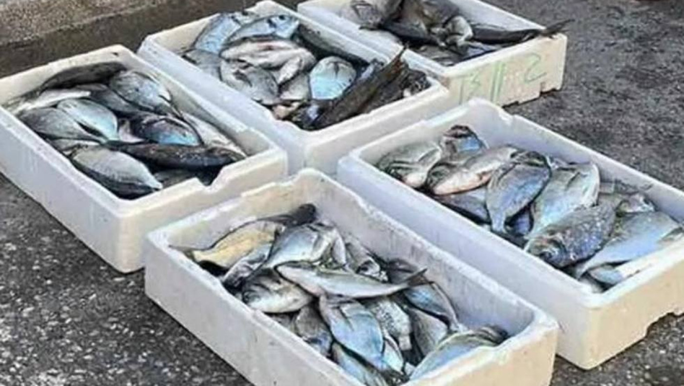 Ληστεία για ψάρια αξίας 2.000 ευρώ - Βγήκε μαχαίρι στον φύλακα!