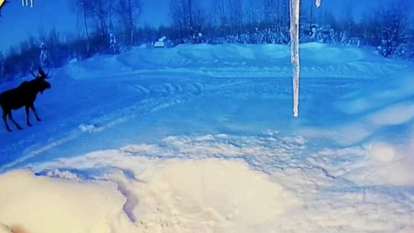 Απίστευτο: Βίντεο απαθανάτισε τη στιγμή που τεράστιο ελάφι χάνει τα κέρατά του