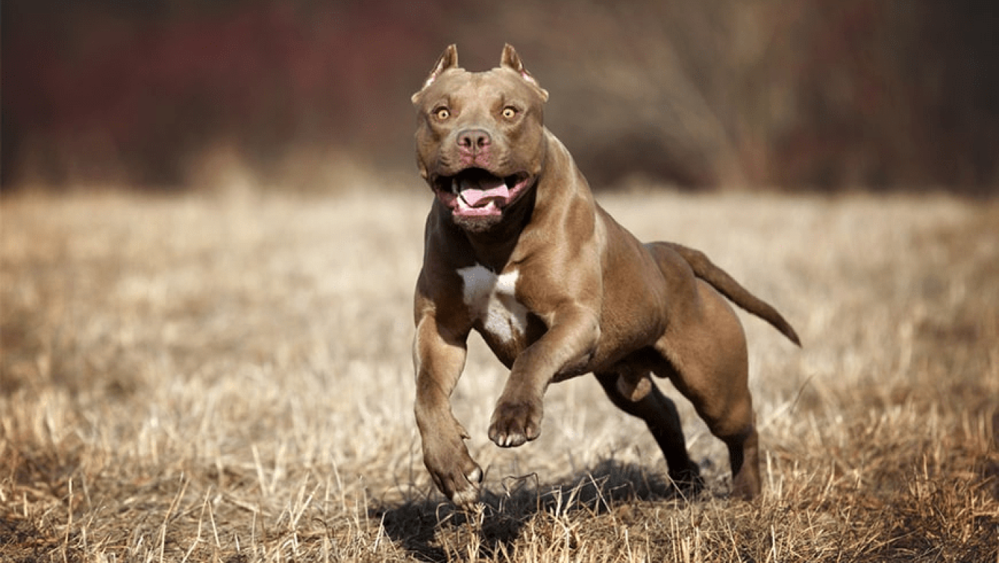 Μαρτυρικός θάνατος για 7χρονη: Την κατασπάραξε πίτμπουλ την ώρα που έπαιζε