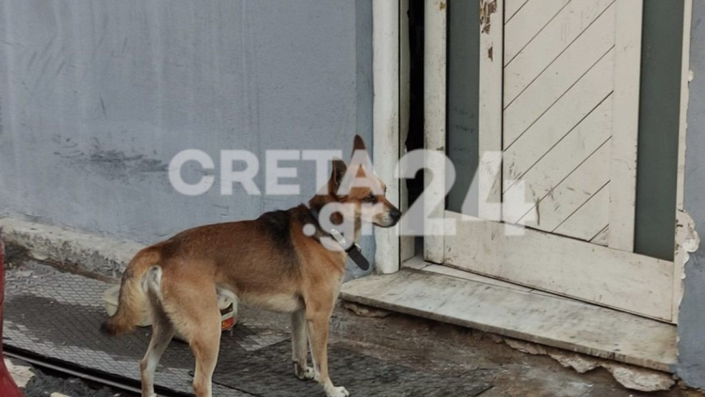 Χανιά: Συγκινεί ο «Χάτσικο της Κρήτης» – Ο σκύλος του άνδρα που βρέθηκε νεκρός τον περιμένει στην πόρτα