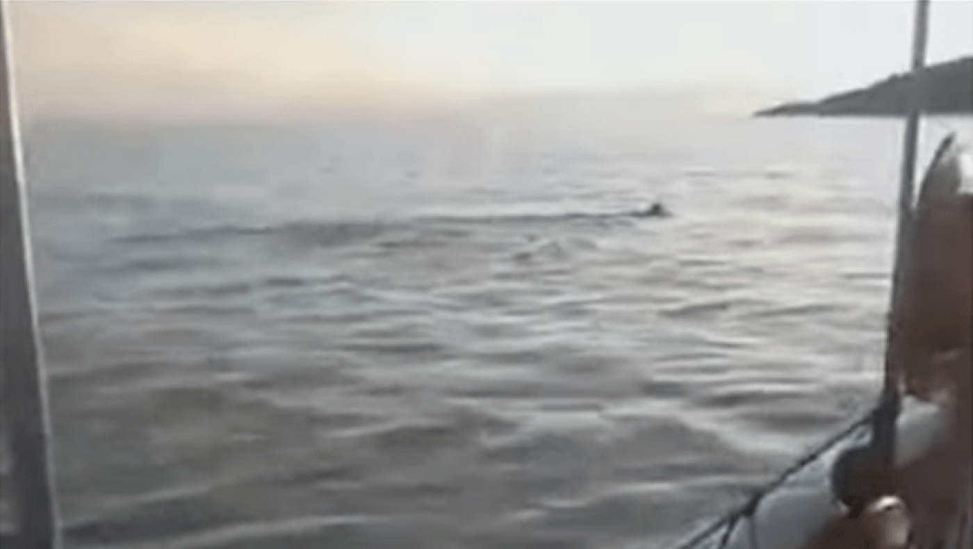 Μαγνησία: Εντοπίστηκε λύκος να κολυμπάει στον Παγασητικό - Δείτε βίντεο