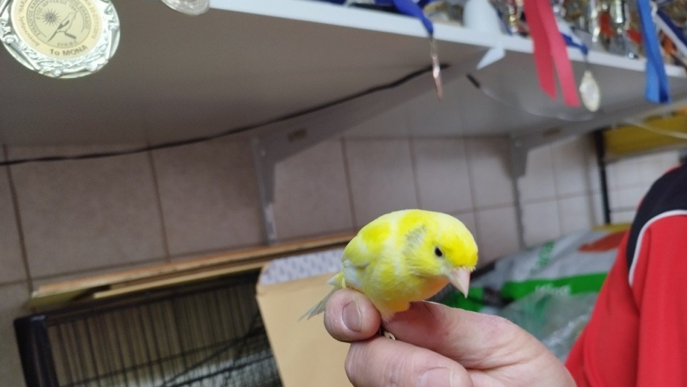 Καναρίνια από Θεσσαλονίκη «σάρωσαν» τα μετάλλια σε παγκόσμιο διαγωνισμό