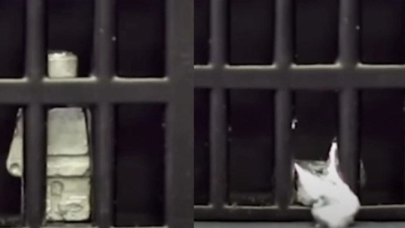 Απίστευτο: Επιστήμονες δημιούργησαν έναν αληθινό Terminator (vid)