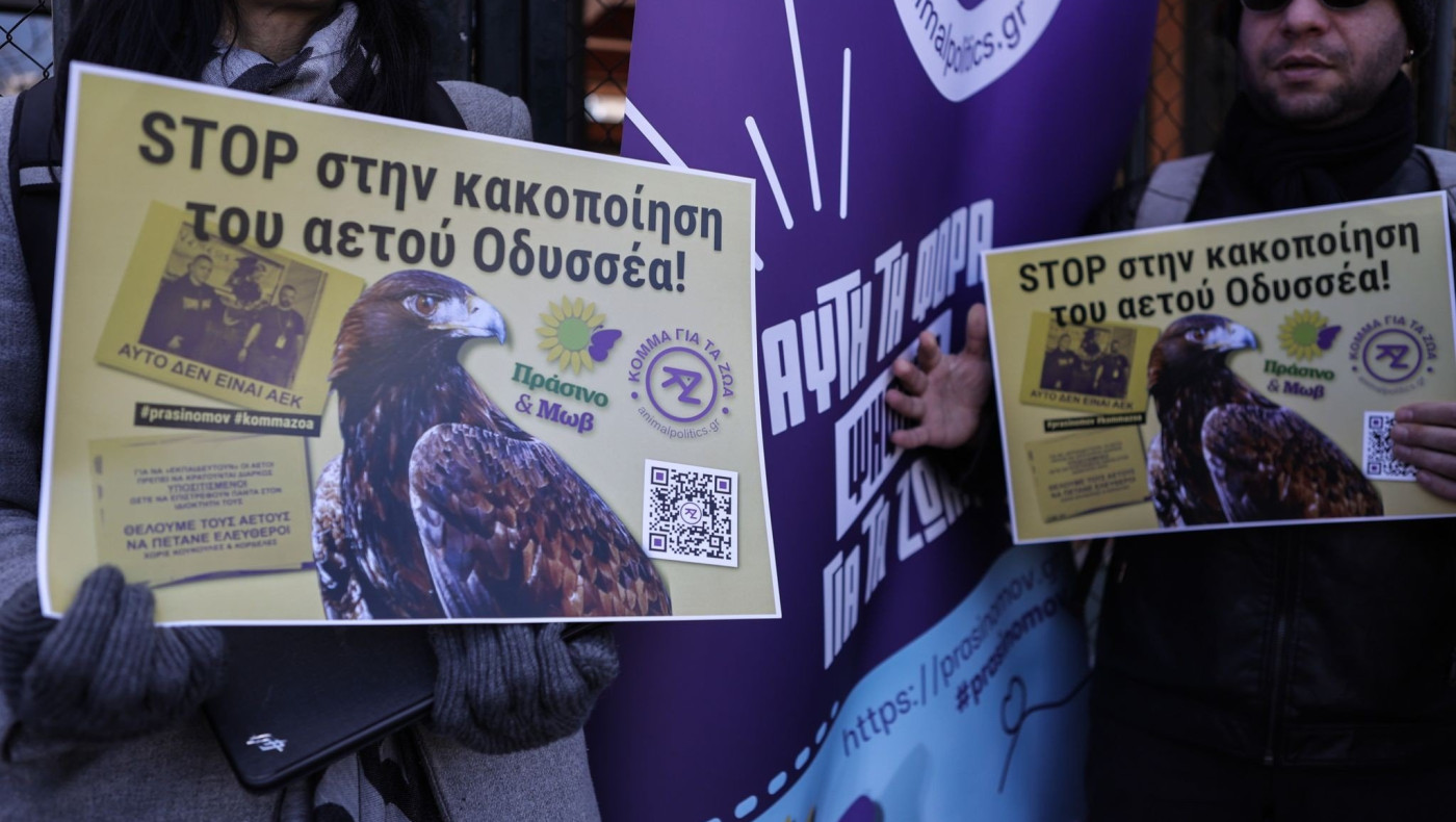 Κόμμα για τα ζώα: Διαμαρτυρία για κακοποίηση του αετού Οδυσσέα από την ΠΑΕ ΑΕΚ