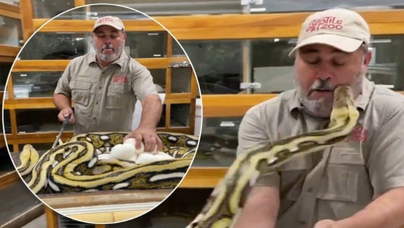 Πύθωνας καταπίνει ακόμη μεγαλύτερο πύθωνα!