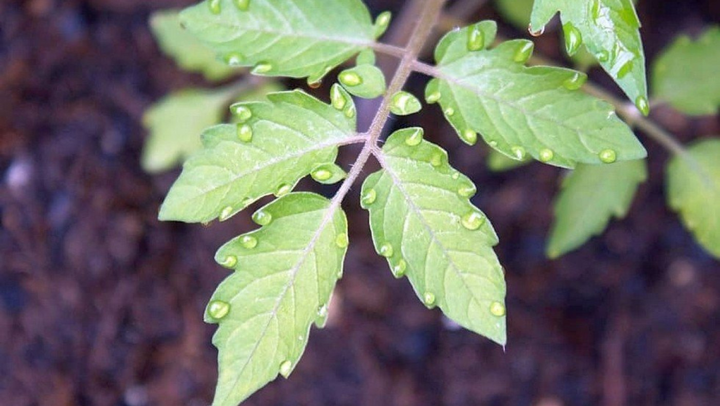 Ακούστε: Τα φυτά αντιδρούν στο στρες με υπερηχητικούς στεναγμούς
