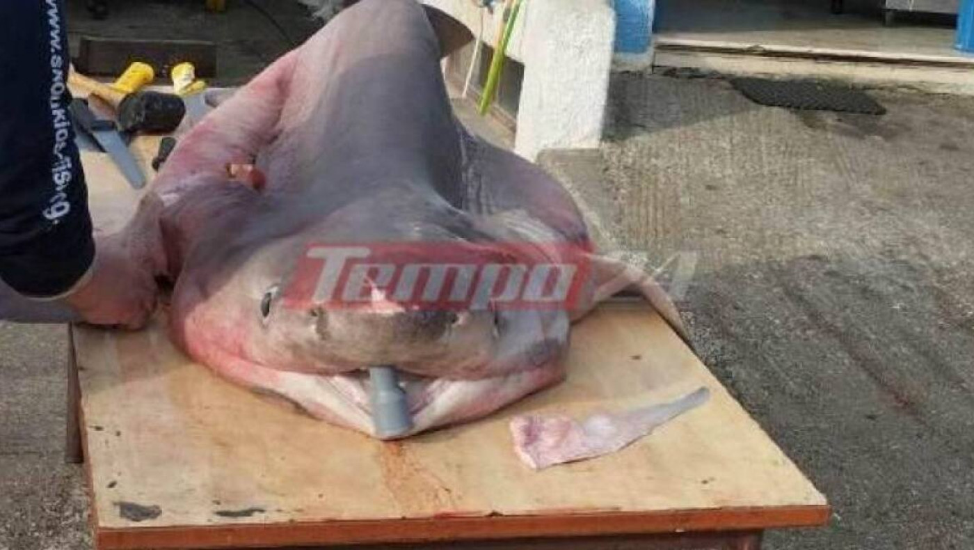 Πάτρα: Βγήκαν για ψάρεμα στον Κορινθιακό κι έπιασαν... καρχαρία τριών μέτρων