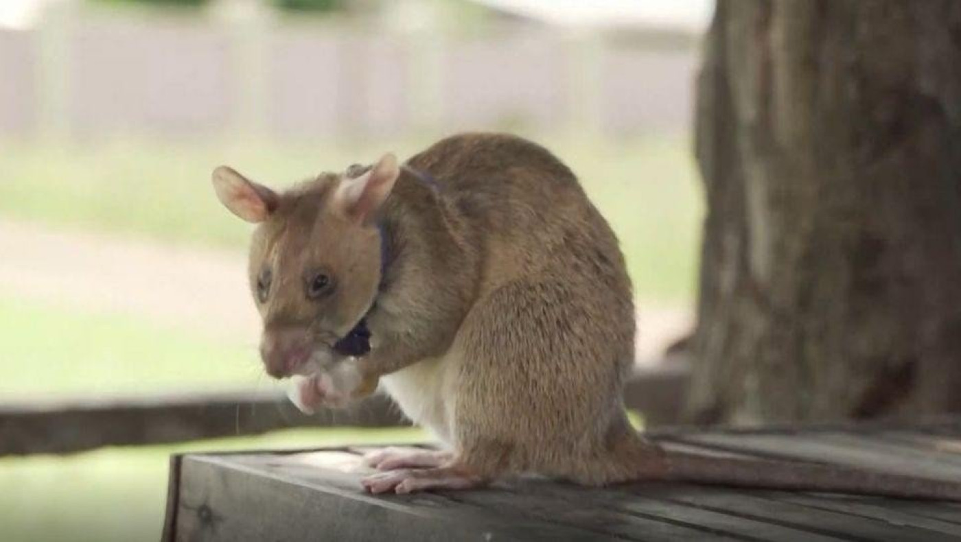 Η Νέα Υόρκη έχει πρόβλημα με τα ποντίκια και ψάχνει τη λύση στην Ελλάδα