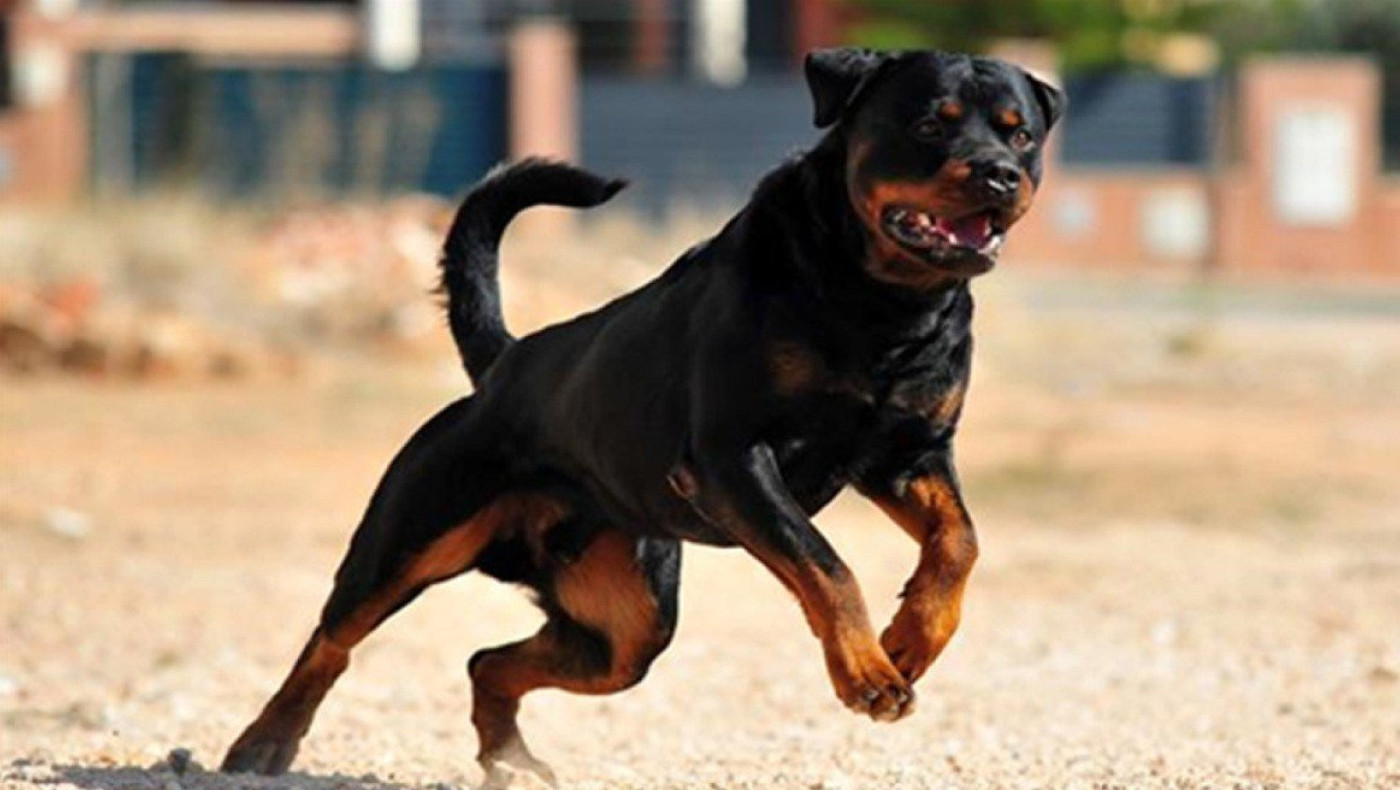 Θεσσαλονίκη: Οδηγός χρησιμοποίησε ροτβάιλερ για να φοβίσει αστυνομικούς που τον έλεγξαν