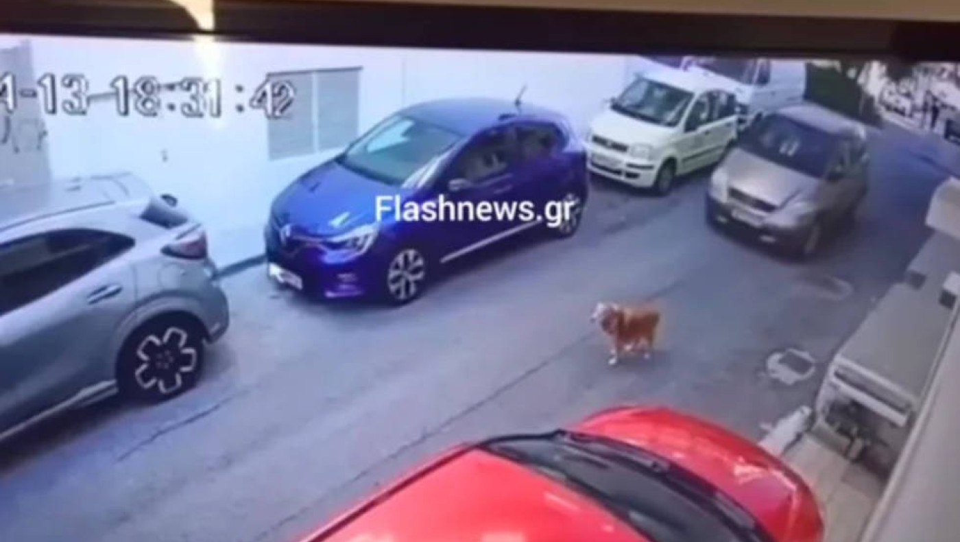 Κρήτη: Βαρύ πρόστιμο για τη γυναίκα πάτησε σκύλο με το αυτοκίνητό της
