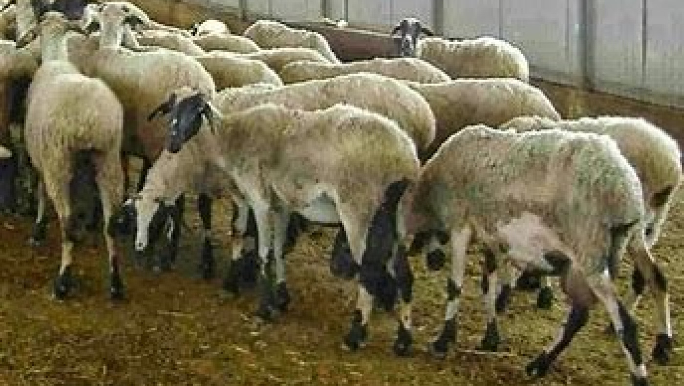 Απίθανη ιστορία στην Κρήτη: Τον έπιασαν να κλέβει πρόβατα αλλά εκείνος επικαλέστηκε… ροζ ιστορία!