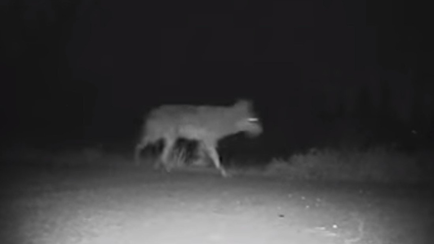 Σέρρες: Λύκος... βολτάρει δίπλα σε νηπιαγωγείο - Δείτε βίντεο