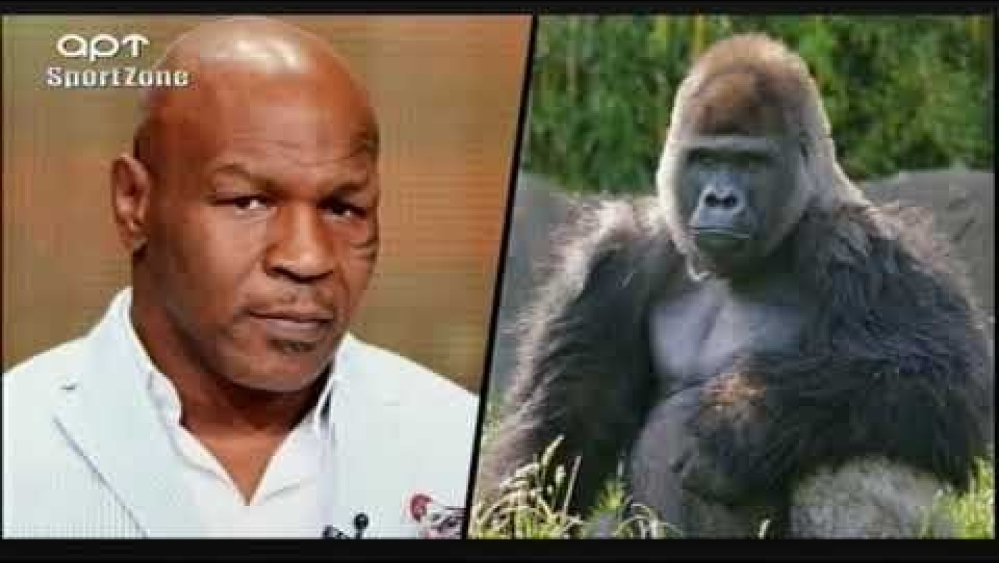 Αυτό το τεράστιο χρηματικό ποσό έδωσε ο Μάικ Τάισον για να παλέψει με...γορίλα-Δεν φαντάζεστε τον λόγο