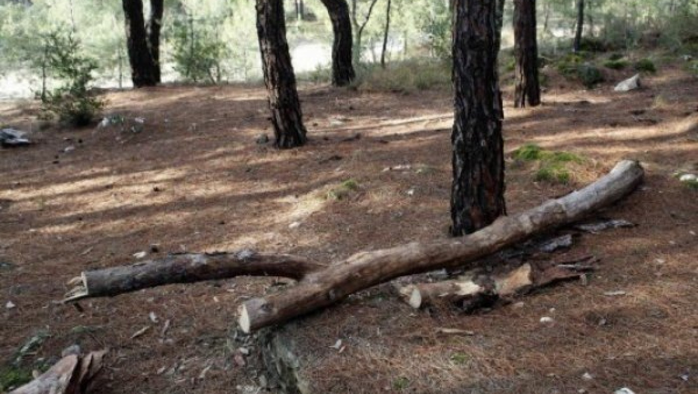 Θεσσαλονίκη: Πρωτοβουλία αναδάσωσης στο Σέιχ Σου