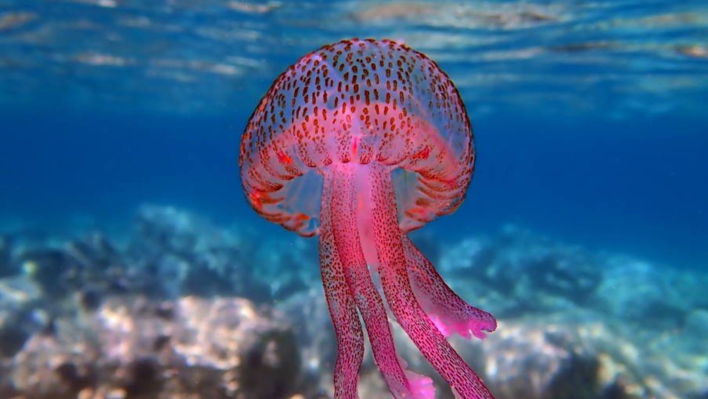 Μωβ μέδουσες: Εμφανίστηκαν και πάλι στις ελληνικές θάλασσες