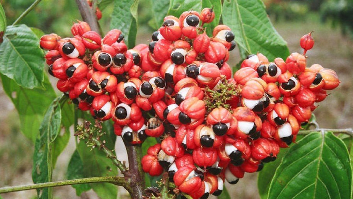 Υγεία: Ποιος είναι ο καρπός που χαρίζει ενέργεια και τόνωση καλύτερα από τον καφέ!