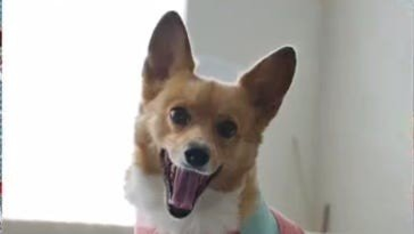 Σκύλος... προβλέπει ανατροπή Ουόριορς από το 1-3