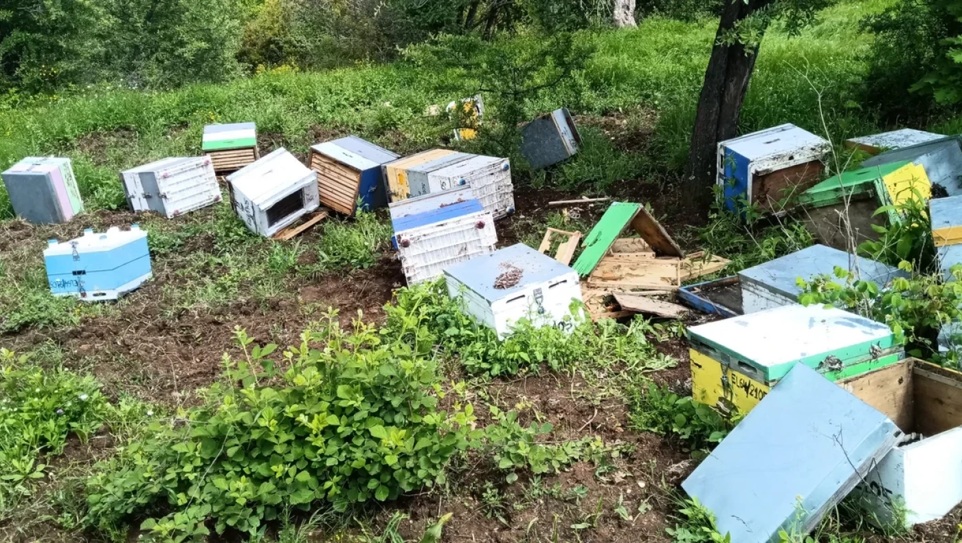 Χαλκιδική: Ανησυχία από την εμφάνιση αρκούδας