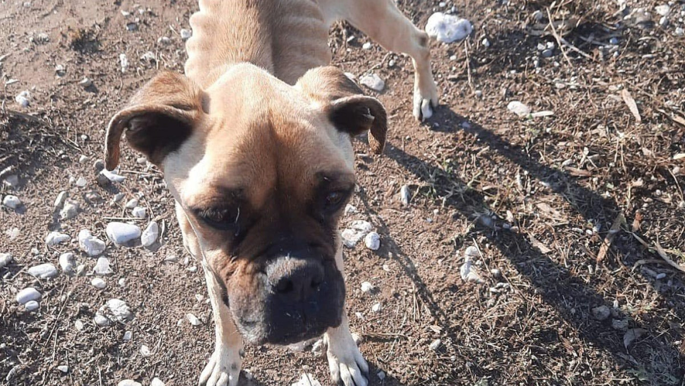 Ηλεία : Ακραία υποσιτισμένος σκύλος - «Είναι ένα βήμα πριν το κώμα»