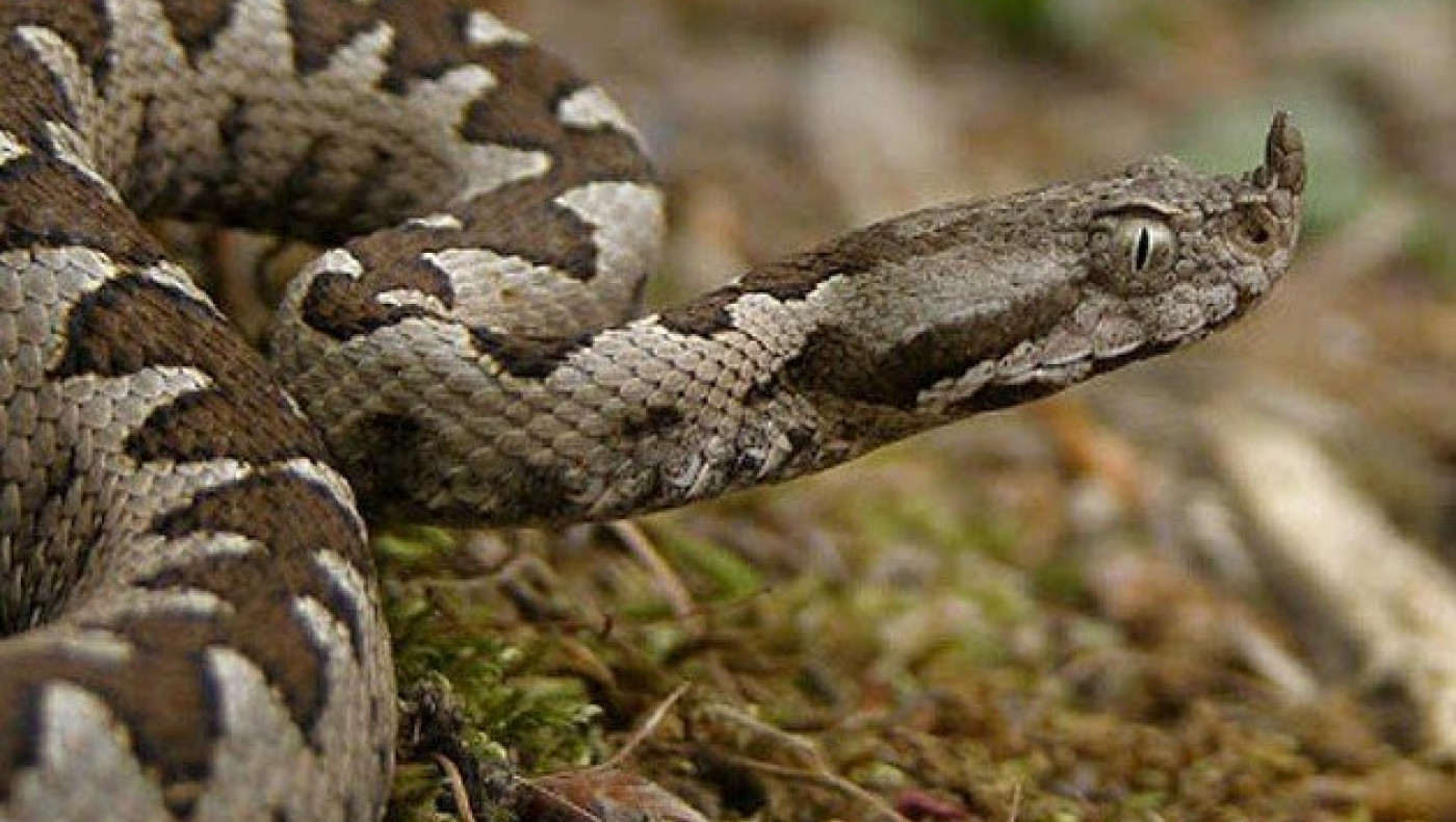 Η 39χρονη που την δάγκωσε οχιά: «Χρωστάω τη ζωή μου στους γιατρούς»