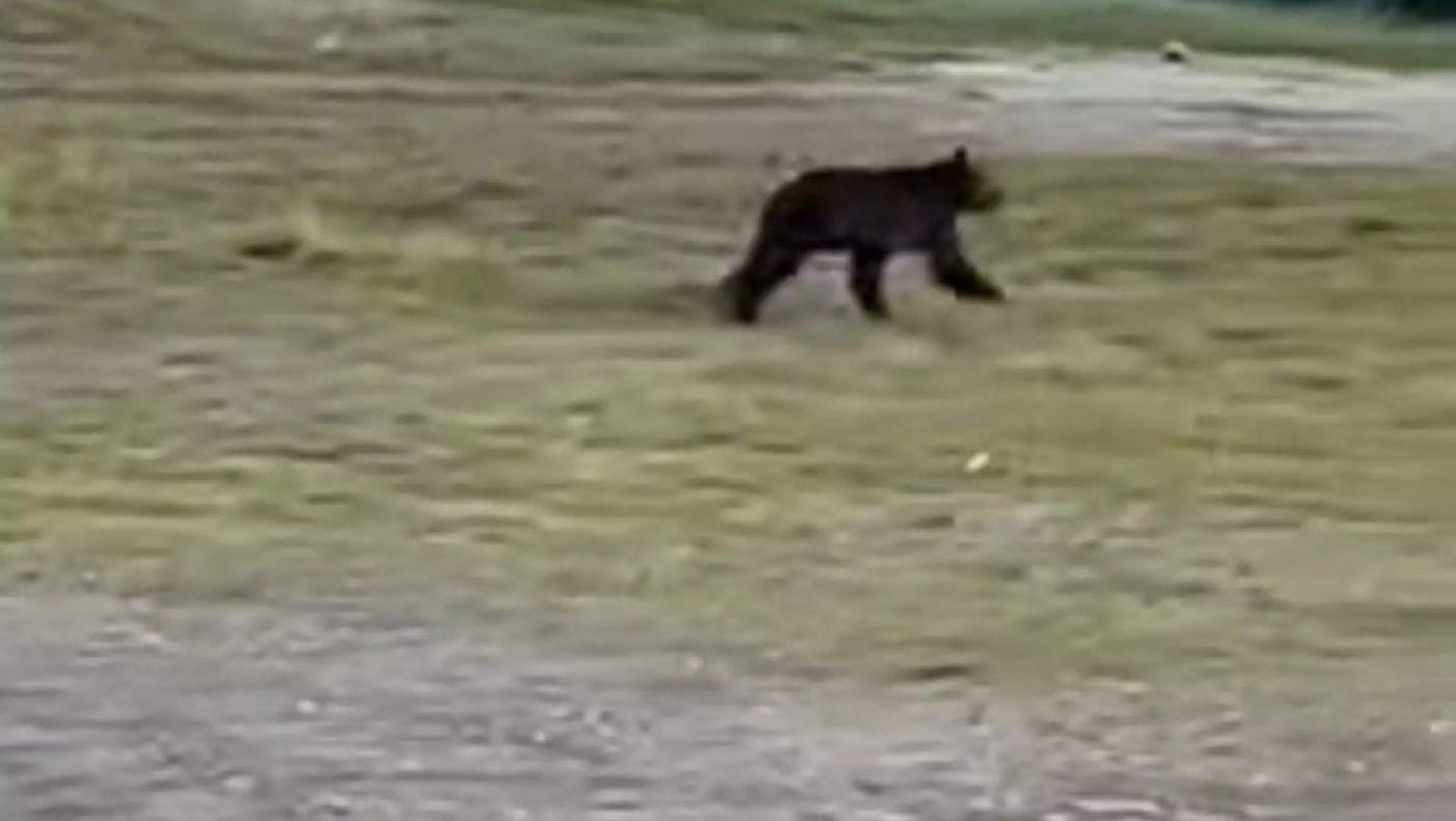 Γρεβενά: Αρκούδα σε στάση λεωφορείου στο Πολυνέρι