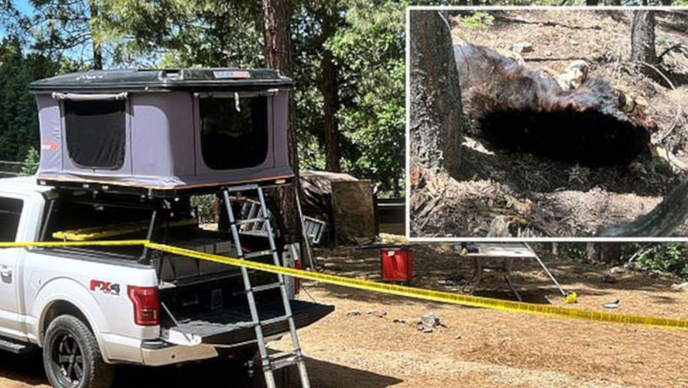 Επίθεση από αρκούδα: Σκότωσε 66χρονο-Γείτονες προσπάθησαν να τη σταματήσουν