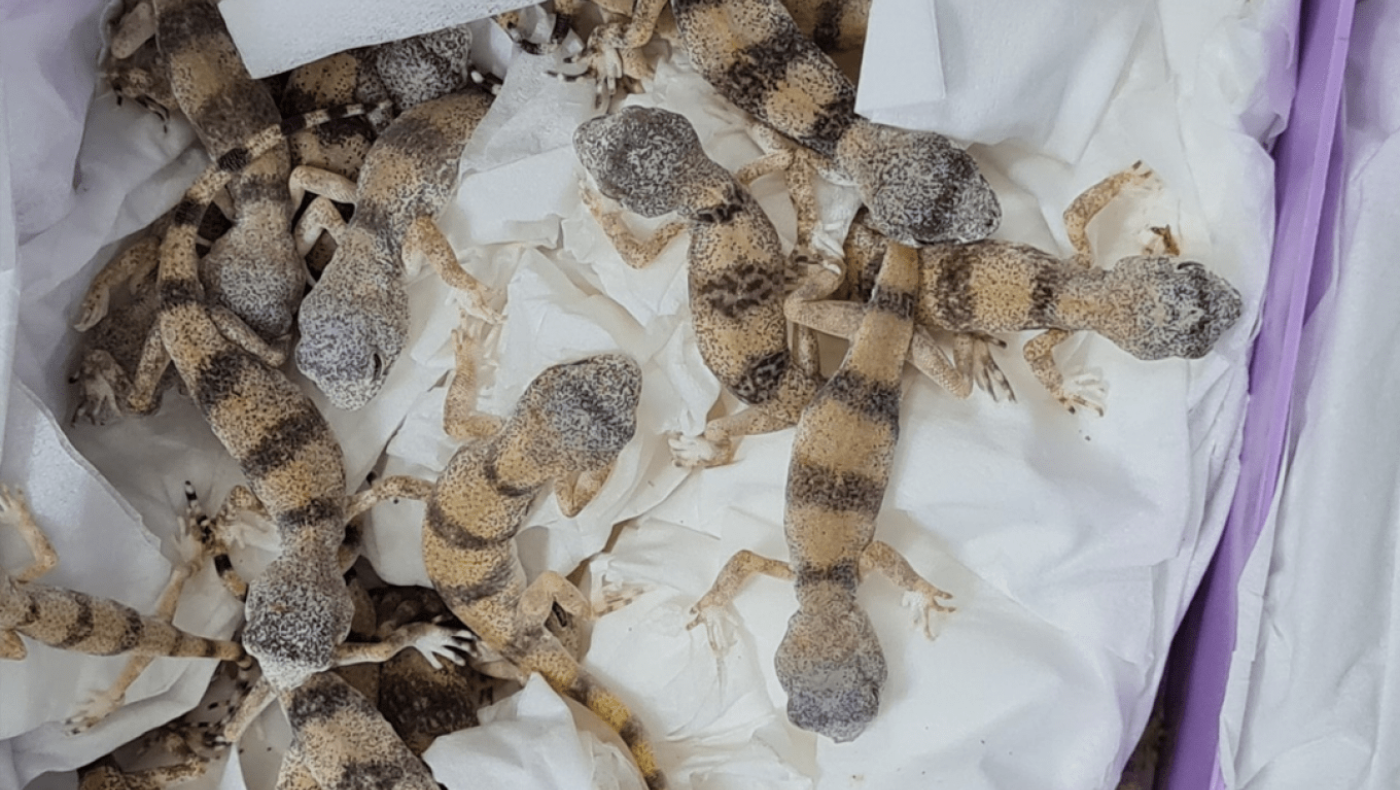 Αυστρία: Έκρυβε... 89 ερπετά στις αποσκευές του ταξιδιώτης από την Αιθιοπία