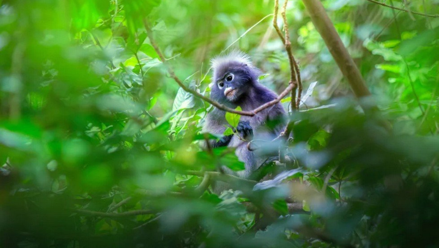 Φρίκη με παγκόσμιο κύκλωμα που βασάνιζε live μαϊμουδάκια: «Θες βασανιστήριο με σφυρί; Θέλεις με πένσα;»