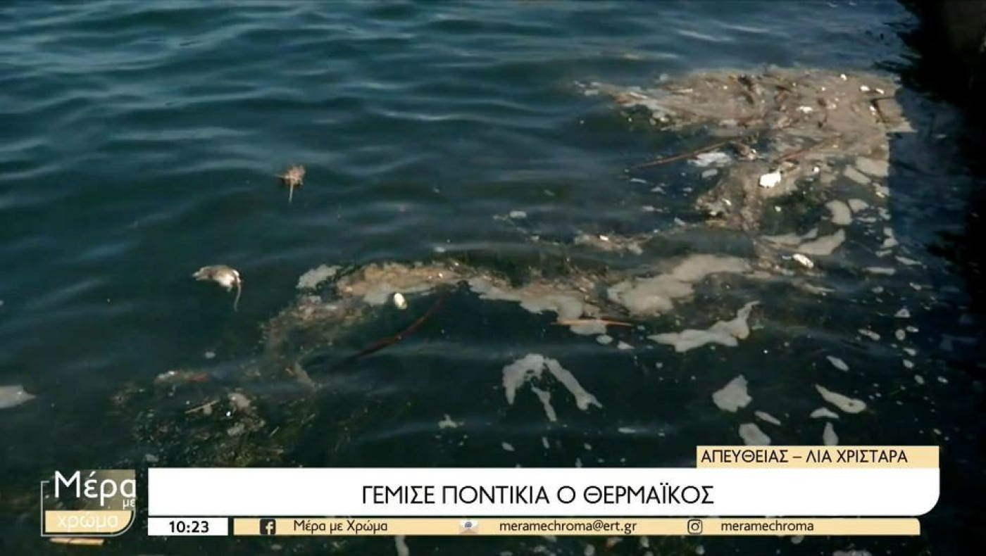 Θερμαϊκός: Αποκρουστικό θέαμα με δεκάδες νεκρά ποντίκια να επιπλέουν