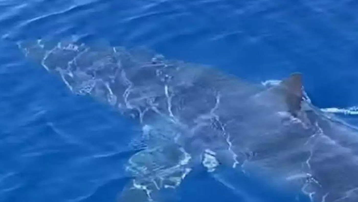 Απίστευτο: Ψαράδες είδαν μεγάλο καρχαρία κοντά στο λιμάνι της Ζακύνθου - «Δεν ήταν επιθετικός»