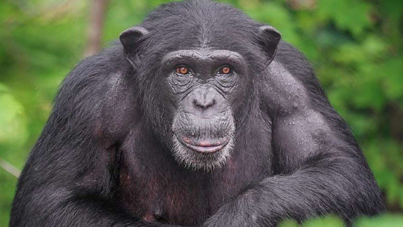 Χιμπατζής που ήταν φυλακισμένος όλη του τη ζωή βλέπει πρώτη φορά τον ουρανό