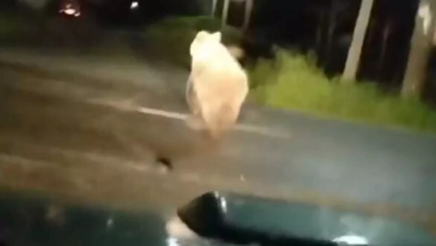 Αρκούδα... βόλταρε σε κεντρικές πλατείες της Φλώρινας, εκεί που παίζουνε παιδιά