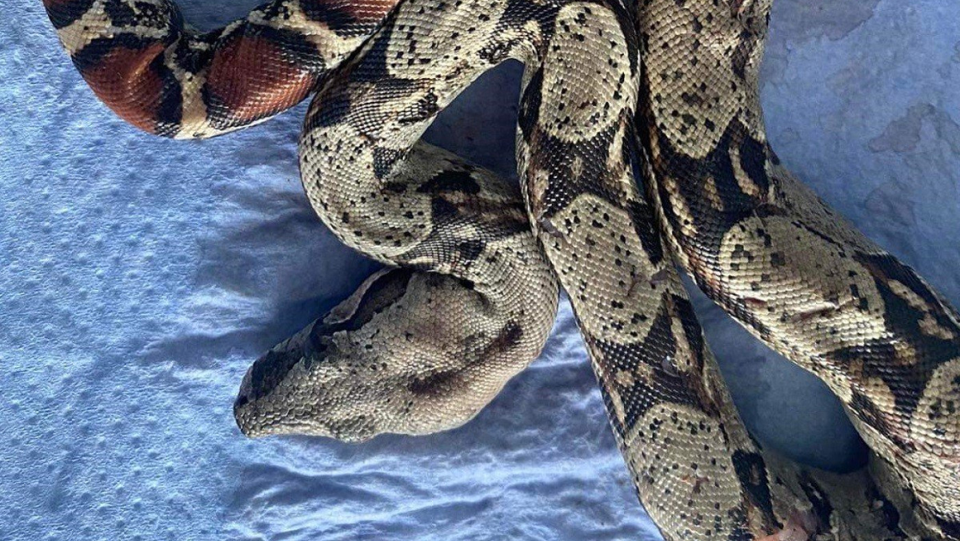 Θεσσαλονίκη: Δεν άντεξε ο βόας που βρέθηκε σε πάρκο της Τούμπας - Του είχαν επιτεθεί γάτες