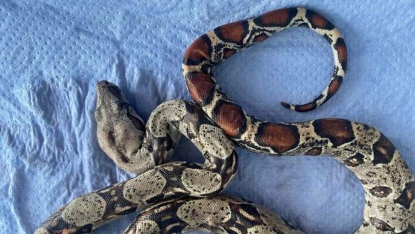 Θεσσαλονίκη: Βρέθηκε βόας σε πάρκο στην Τούμπα