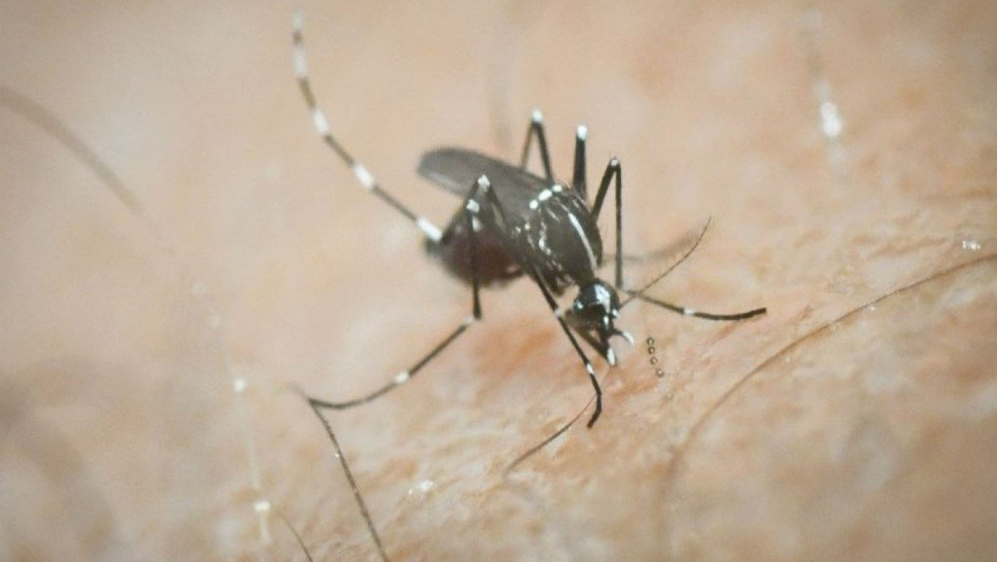 Ιός του Δυτικού Νείλου: Τρία κρούσματα στη χώρα ανακοίνωσε ο ΕΟΔΥ