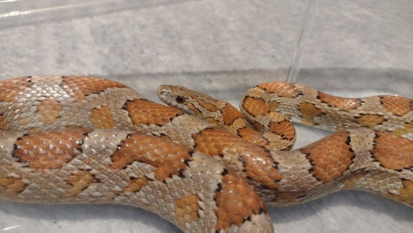 Φίδι ανέβηκε σε διαμέρισμα στη δυτική Θεσσαλονίκη