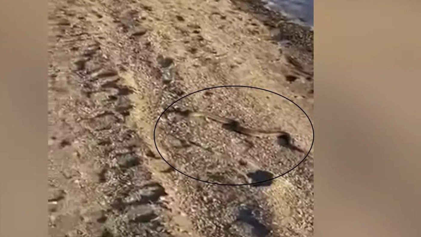 Εύβοια-Εικόνες ΣΟΚ: Φίδι κολυμπάει στη θάλασσα (vids)