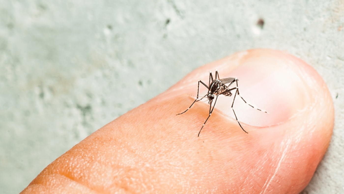 Κουνούπια: Αυτά τα 7 πράγματα σε κάνουν «γλυκοαίματο» - Γιατί τσιμπάνε εσένα και όχι τον διπλανό σου