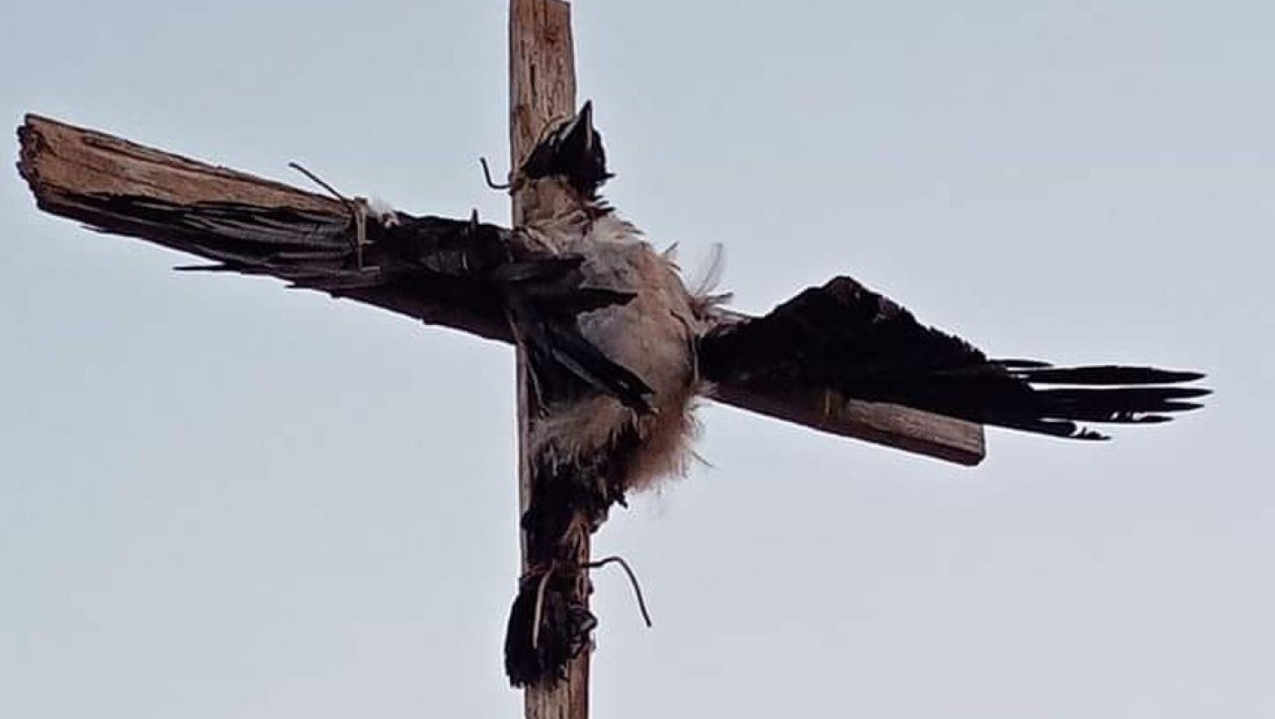 Ασυνείδητος στην Πάρο σταύρωσε κοράκι και το άφησε σε κοινή θέα