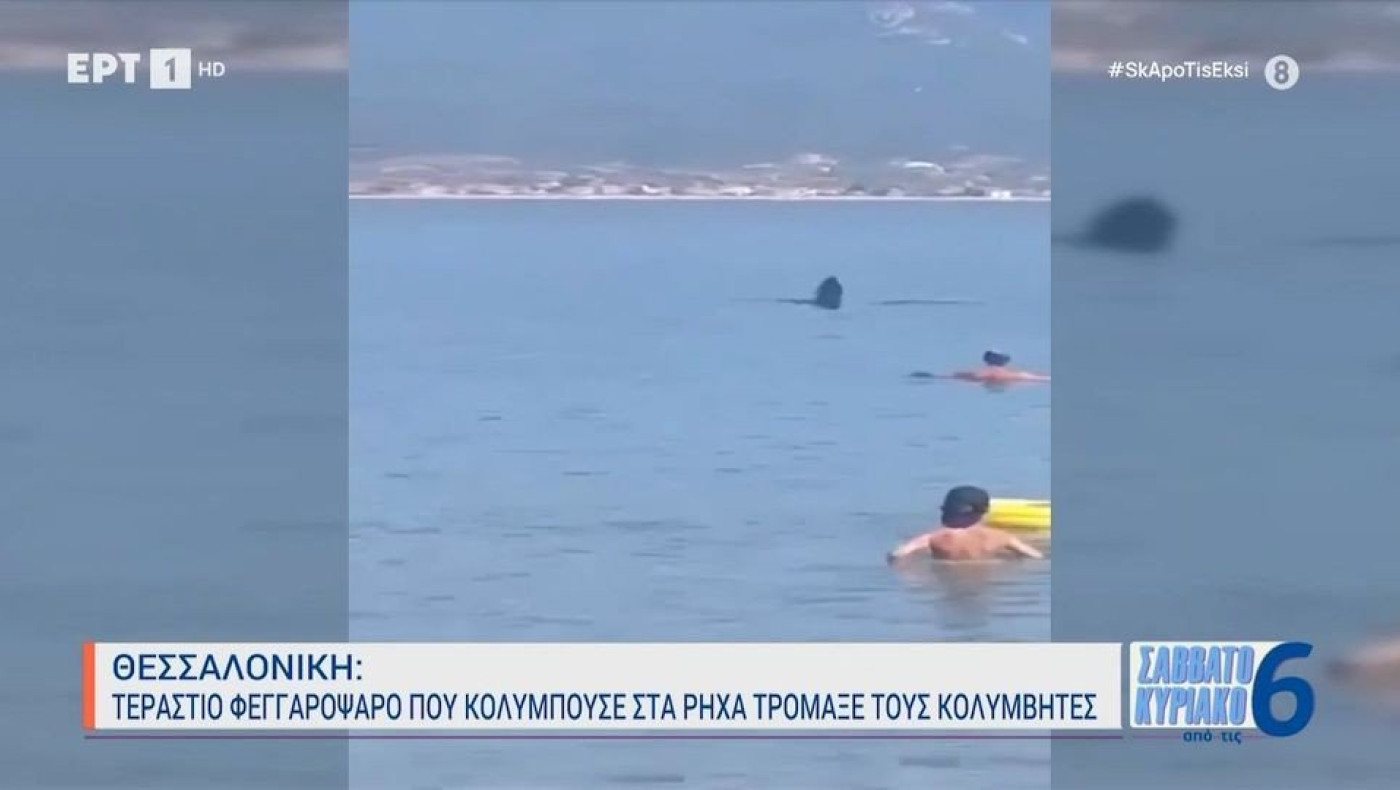 Θεσσαλονίκη: Φεγγαρόψαρο κολυμπούσε στα ρηχά και έφερε... αναστάτωση