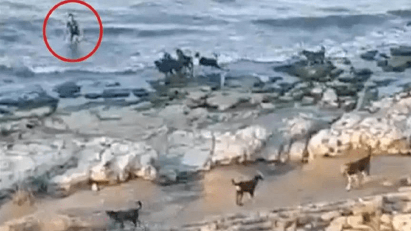 Ρωσία: Αγοράκι βουτάει στη θάλασσα για να σωθεί από αγέλη εξαγριωμένων σκύλων