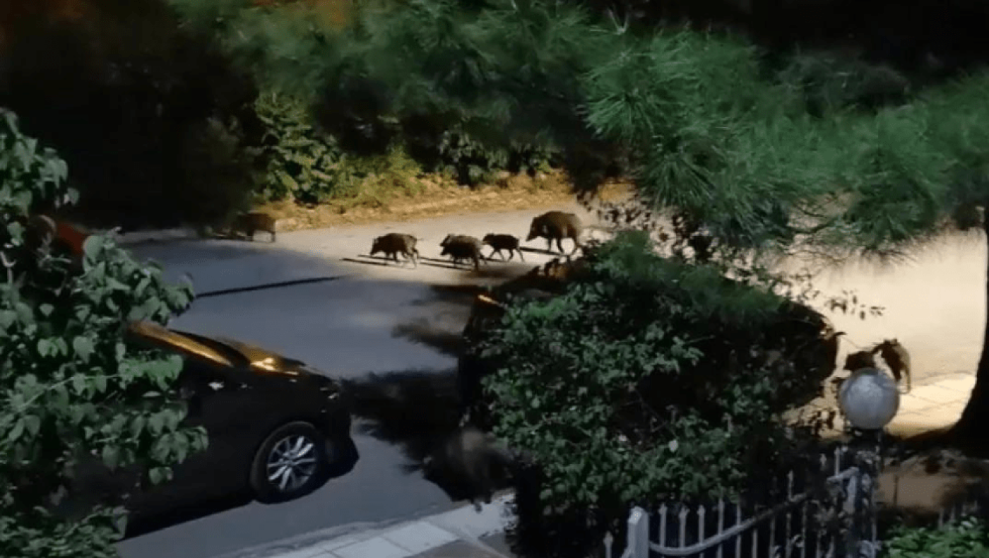 Θεσσαλονίκη: «Πορεία» 20 αγριογούρουνων στα ανατολικά- Βολτάρουν και αλεπούδες