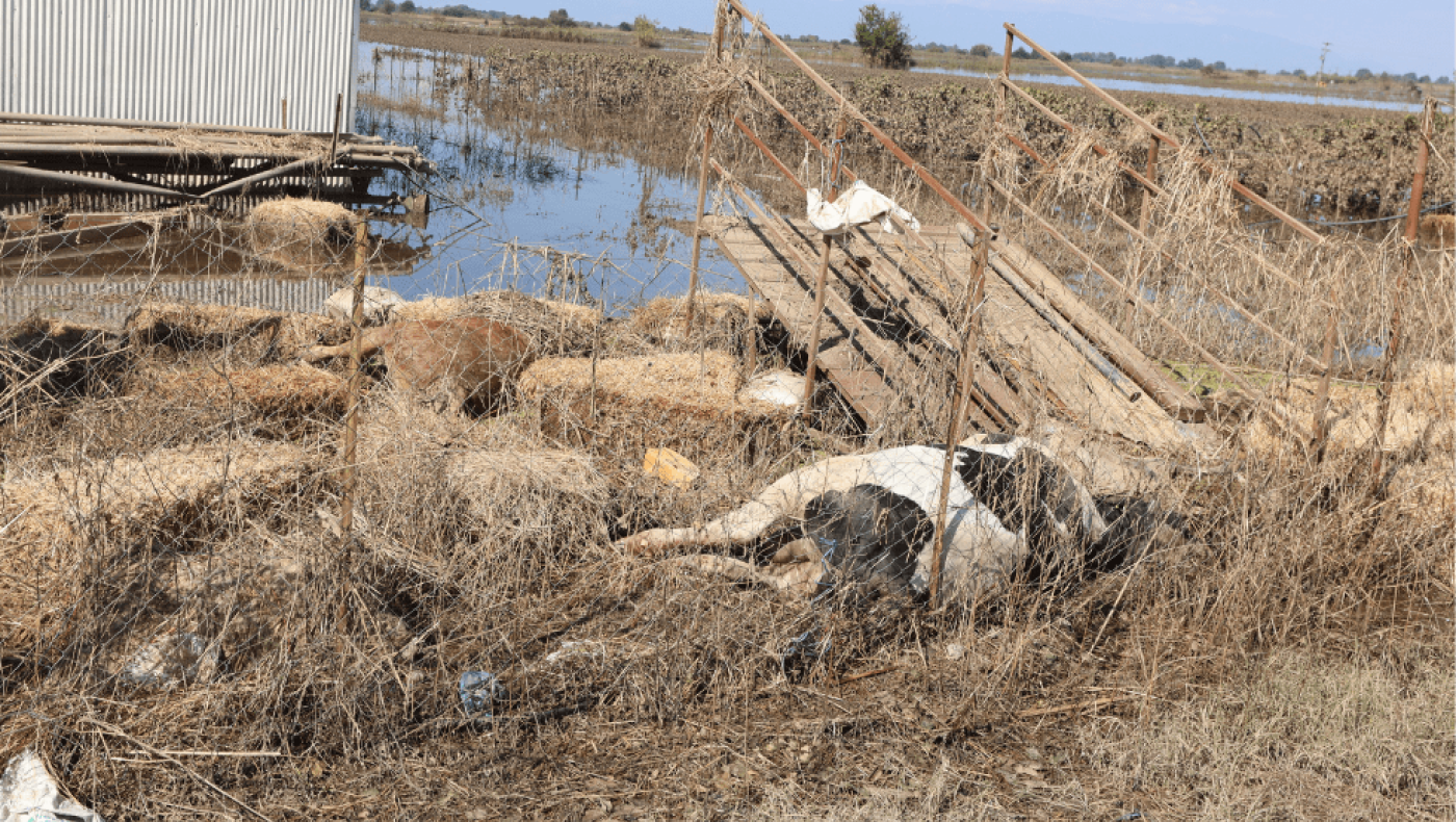 Οργή στον Παλαμά: «Θα πετάξουμε τα νεκρά ζώα μπροστά στη Βουλή»