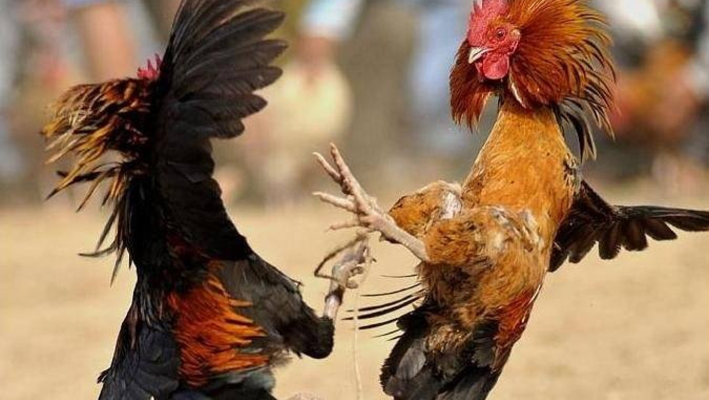 Τα κοκόρια και το ραντεβού στα τυφλά για τη θέση του γενικού αρχηγού   