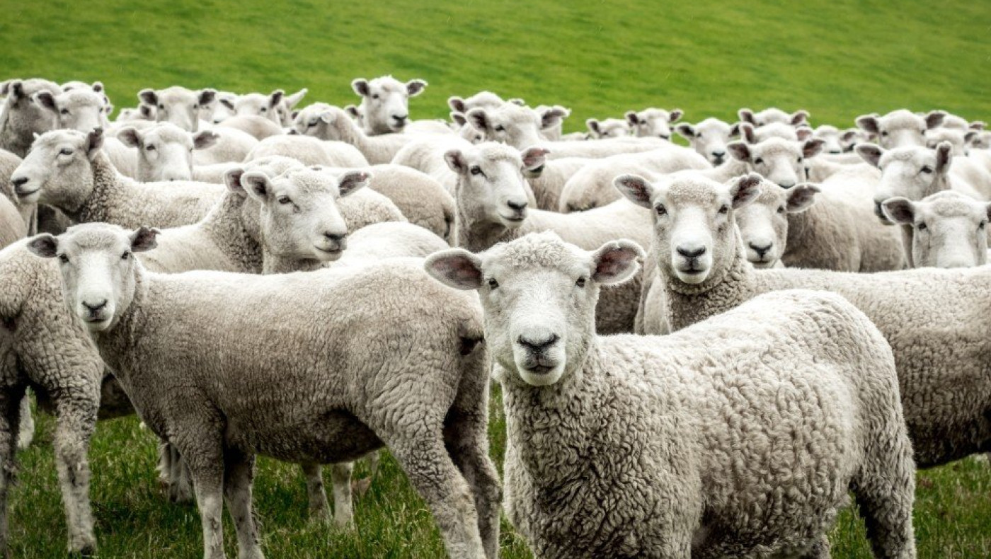 Ευλογιά των προβάτων: Τι ισχύει για γάλα και κρέας, ποια είναι τα συμπτώματα στα ζώα